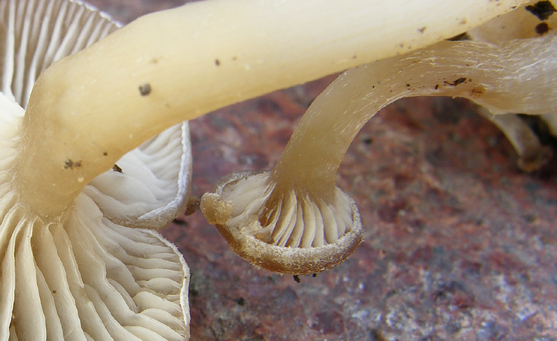 Ci vedrei una Simocybe sp....ma non mi tornano i conti....